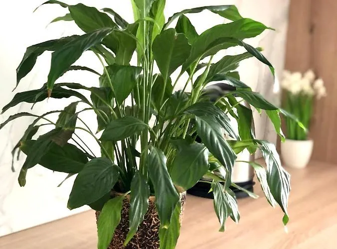 Appartement Ospart In A Complex Semycvit 1 *