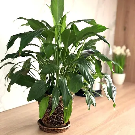 Lägenhet Ospart In A Complex Semycvit 1 *